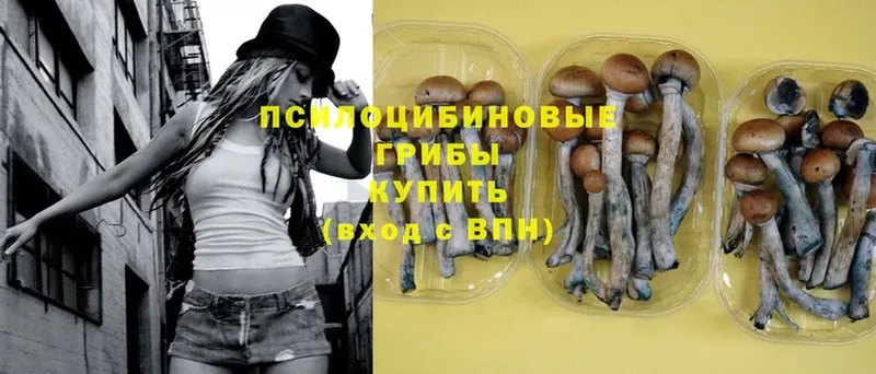 Галлюциногенные грибы Psilocybe  купить наркоту  гидра ссылка  Гаврилов Посад 